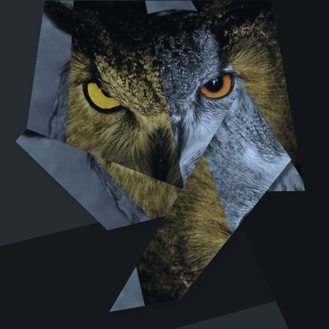 ovo-owl